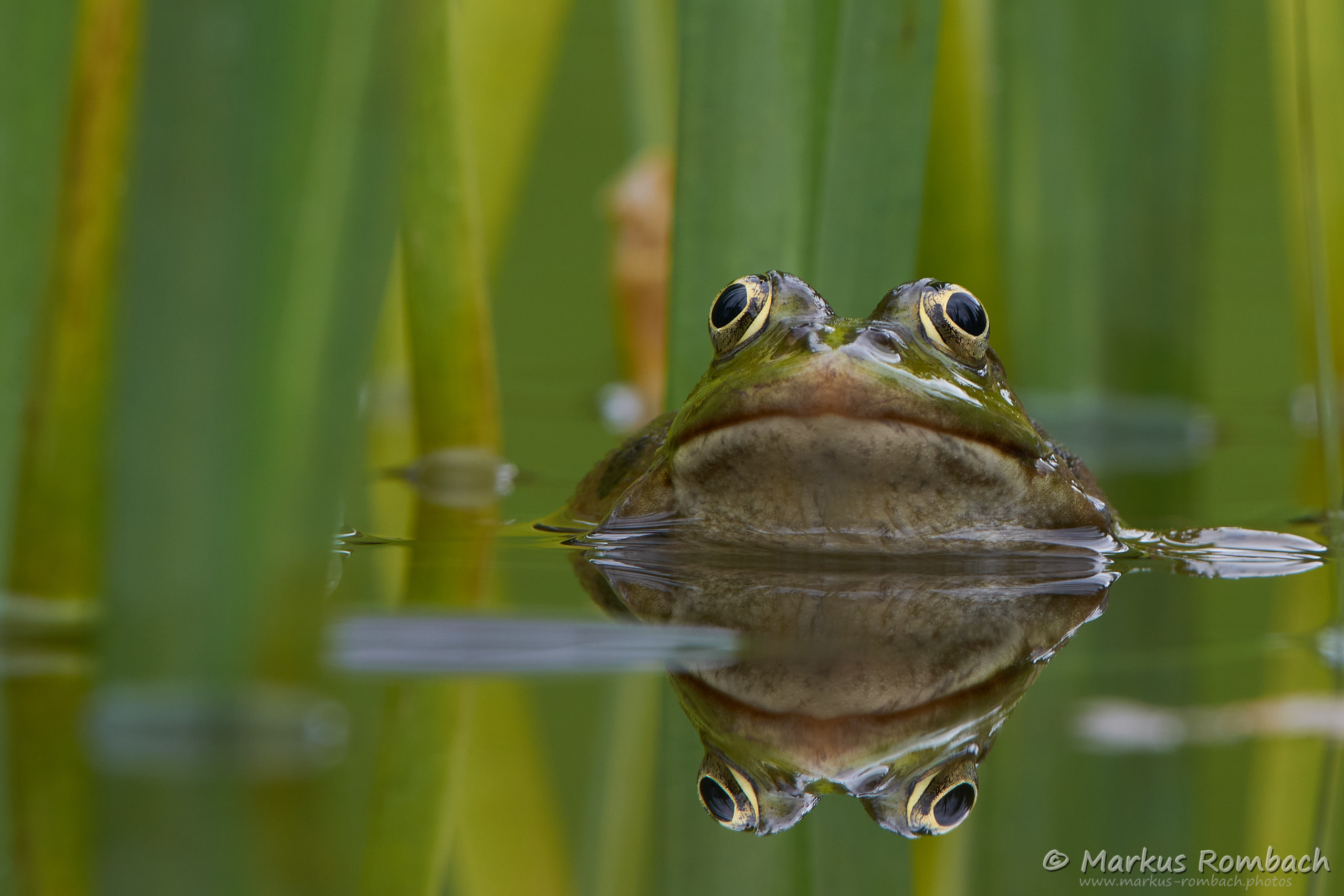 Frosch