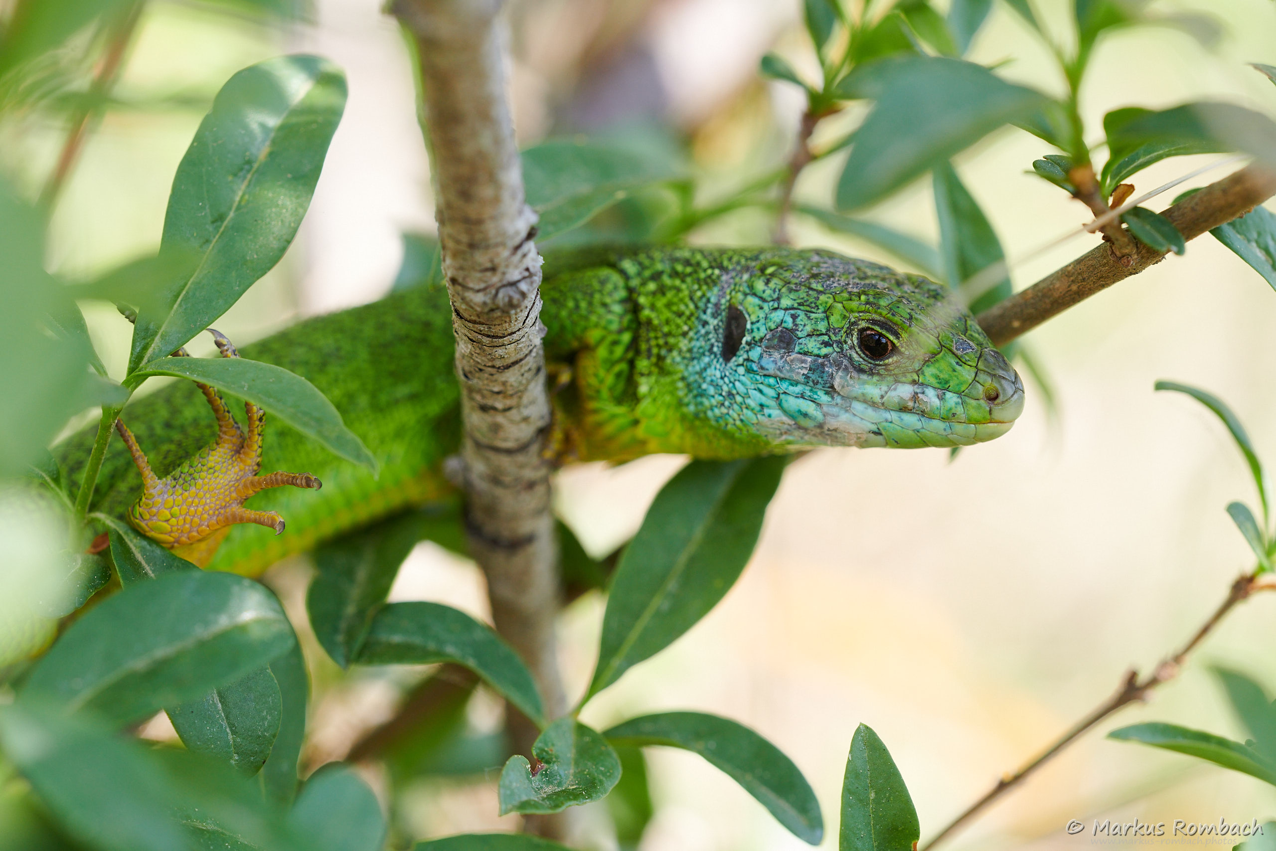 Amphibien Und Reptilien