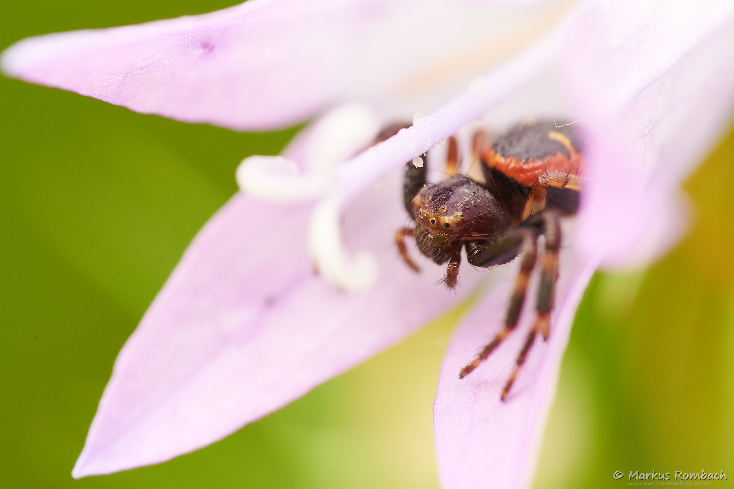 Südliche Glanz-Krabbenspinne
