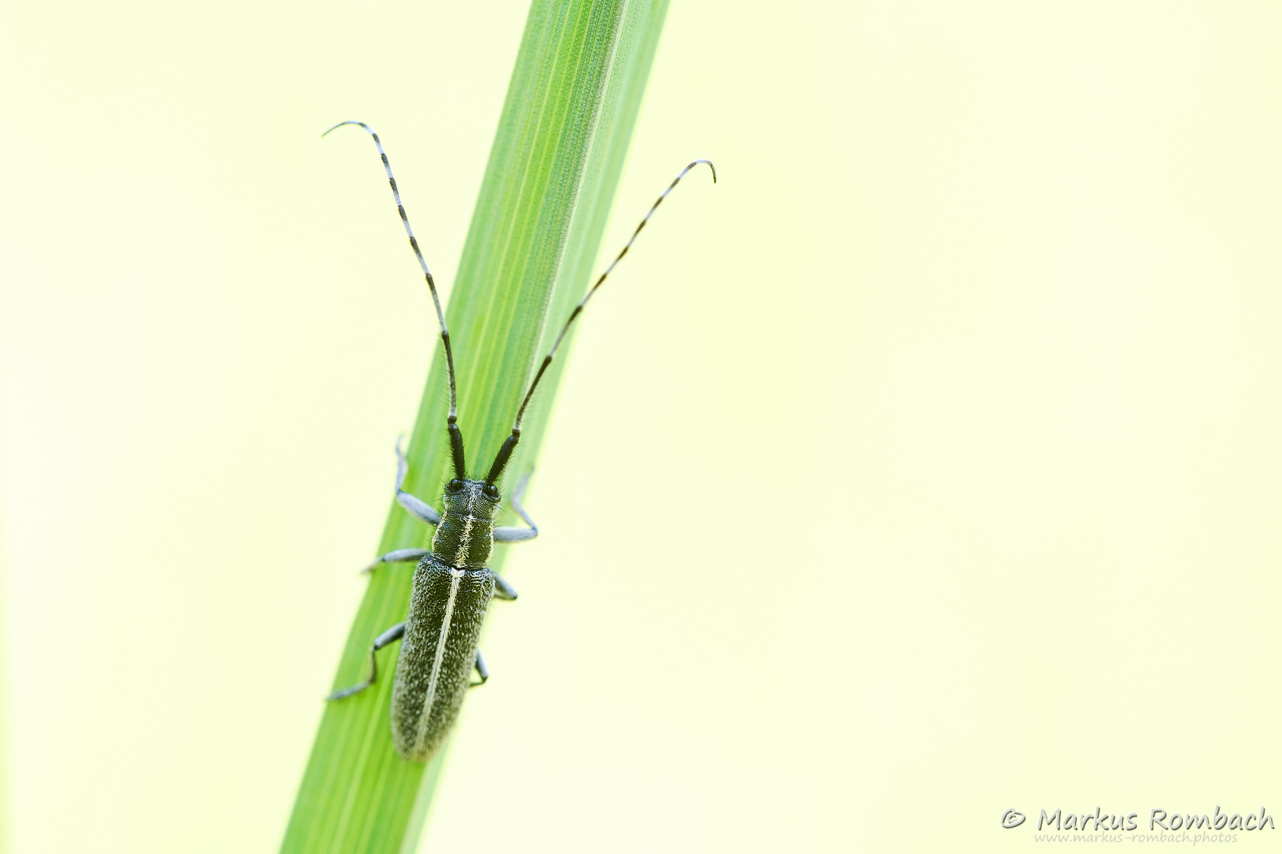 Weißstreifiger Distelbock