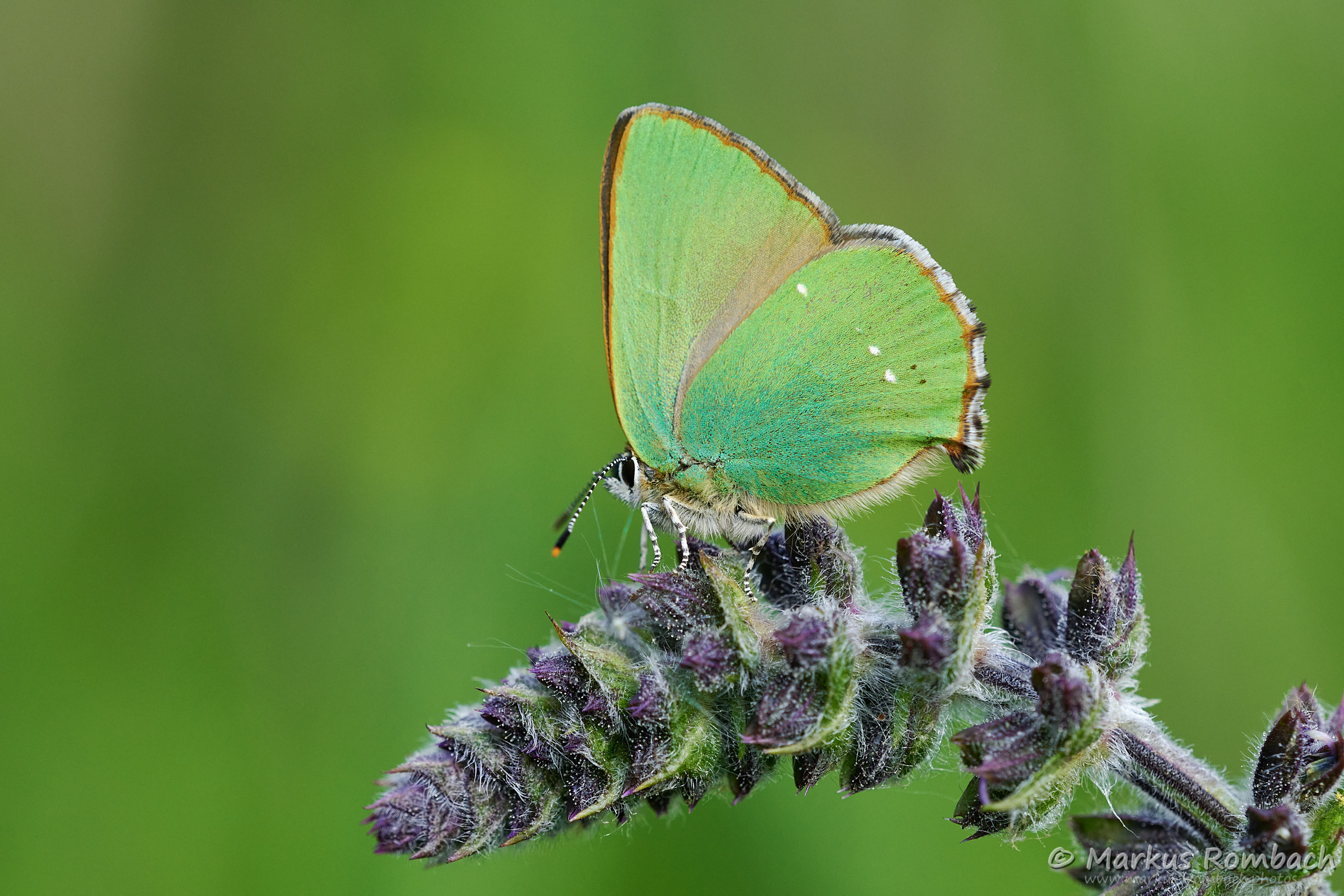 Grüner Zipfelfalter