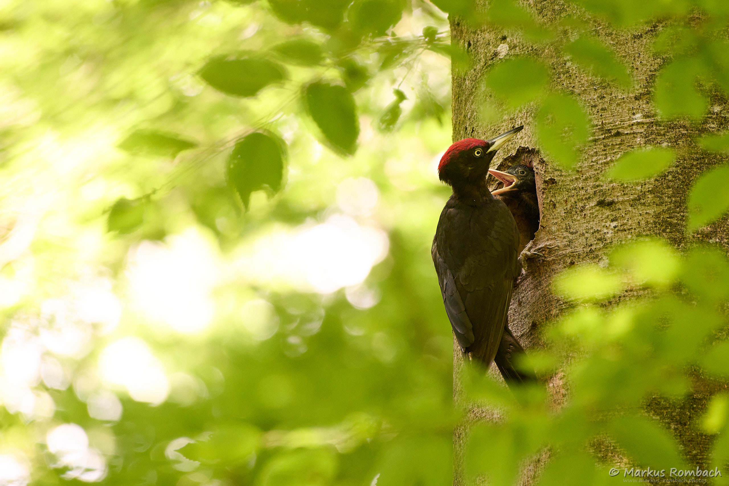 2020 06 01 D85 2482 MRWebsite