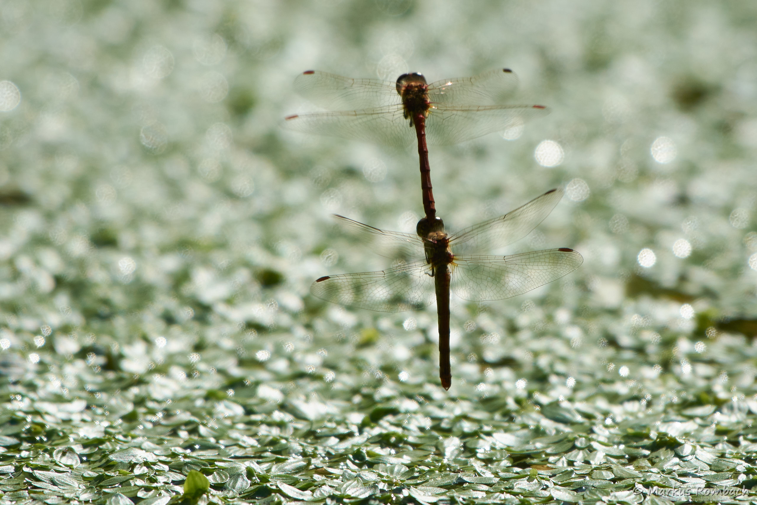 Paarung und Eiablage