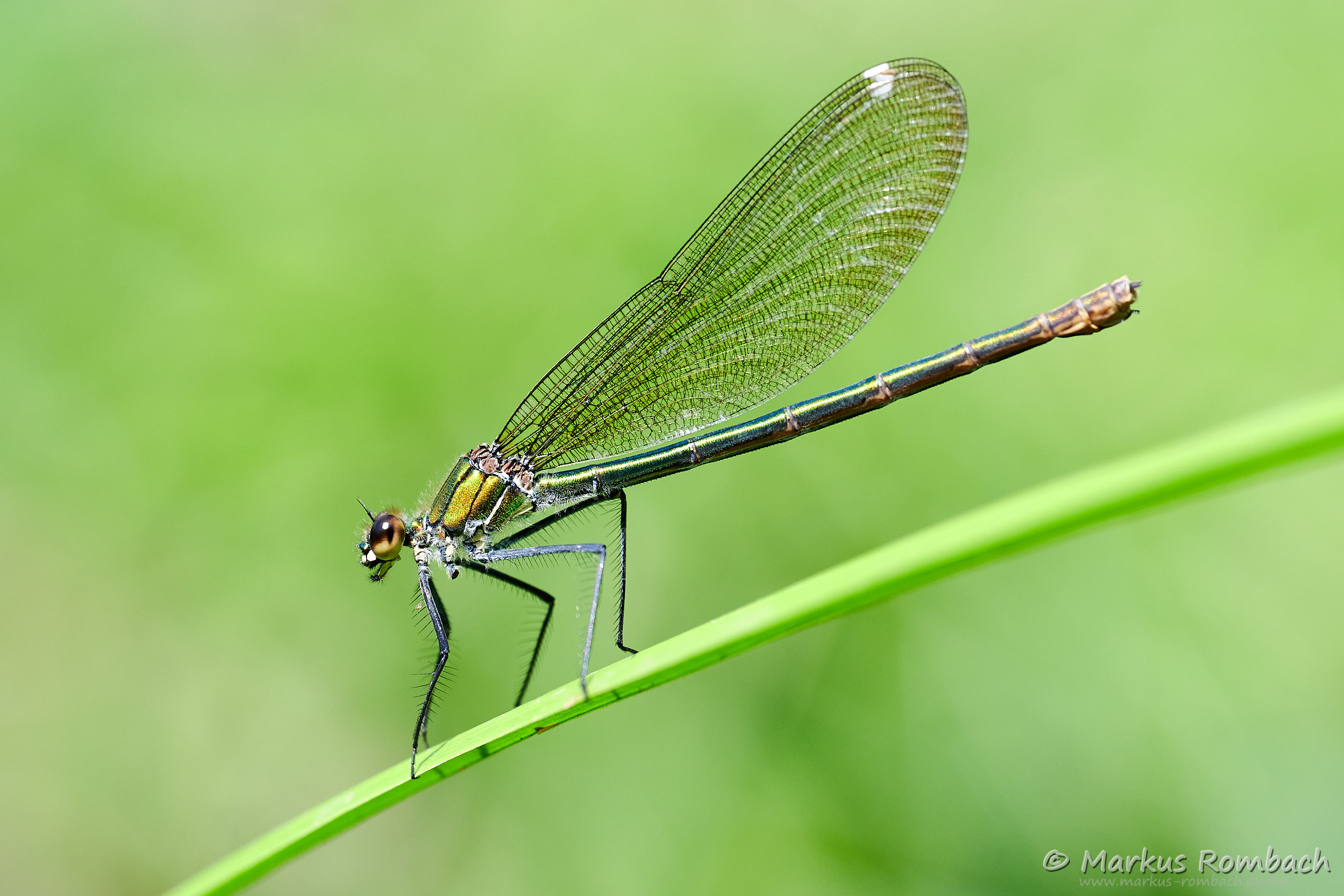 Gebänderte Prachtlibelle (Calopteryx splendens)