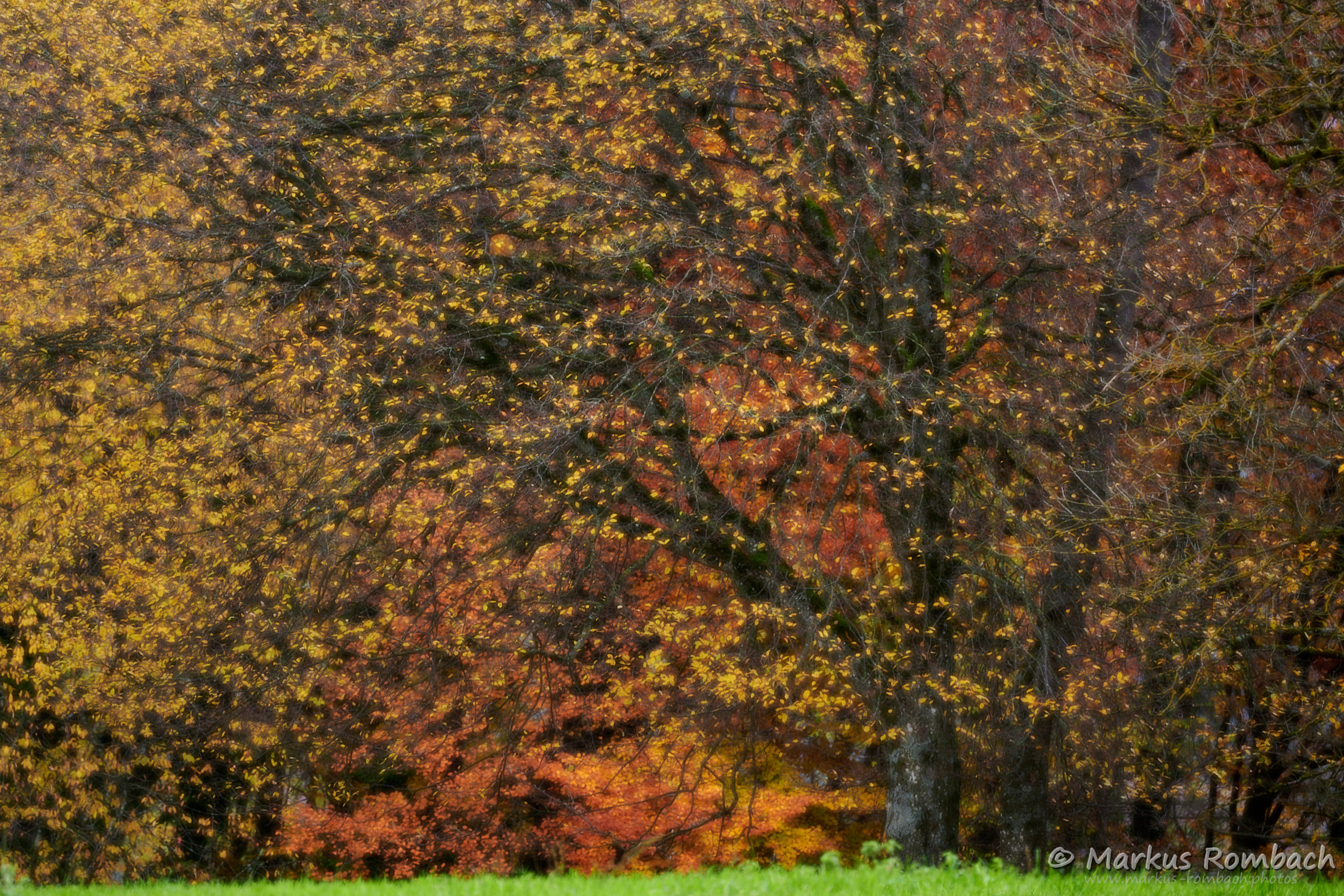Herbstbaum / Autumn tree