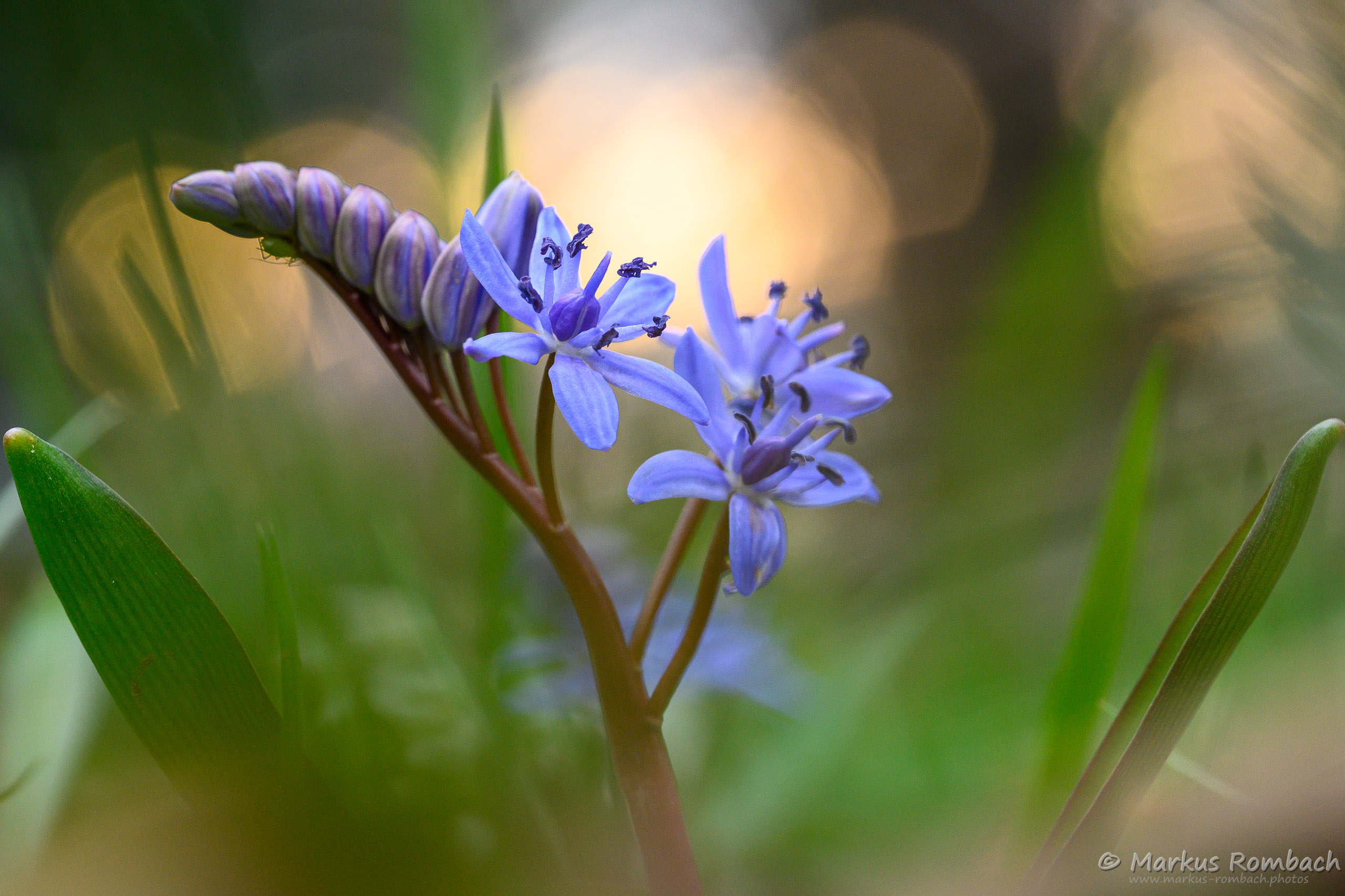 Zweiblättrige Blaustern