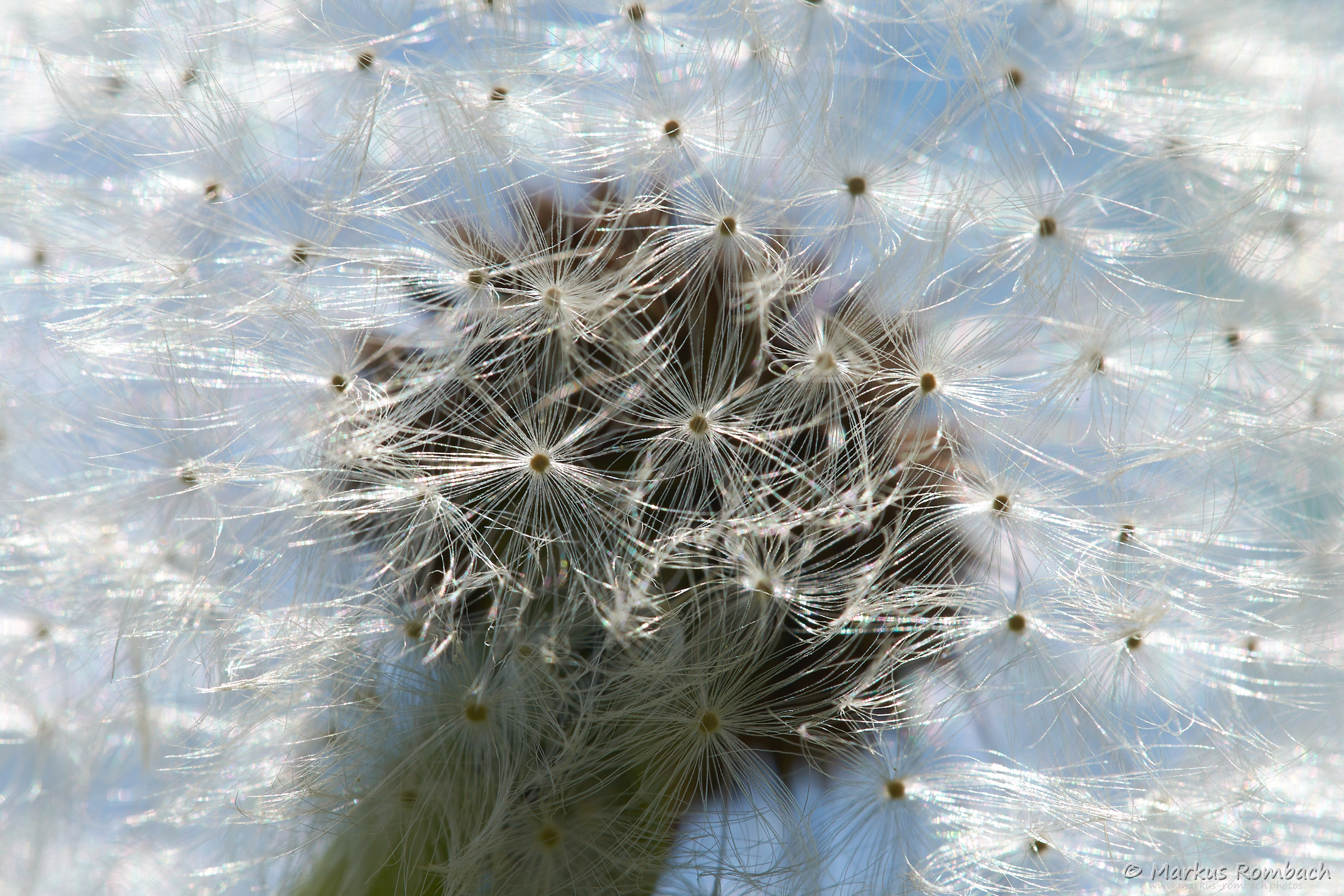 Pusteblume