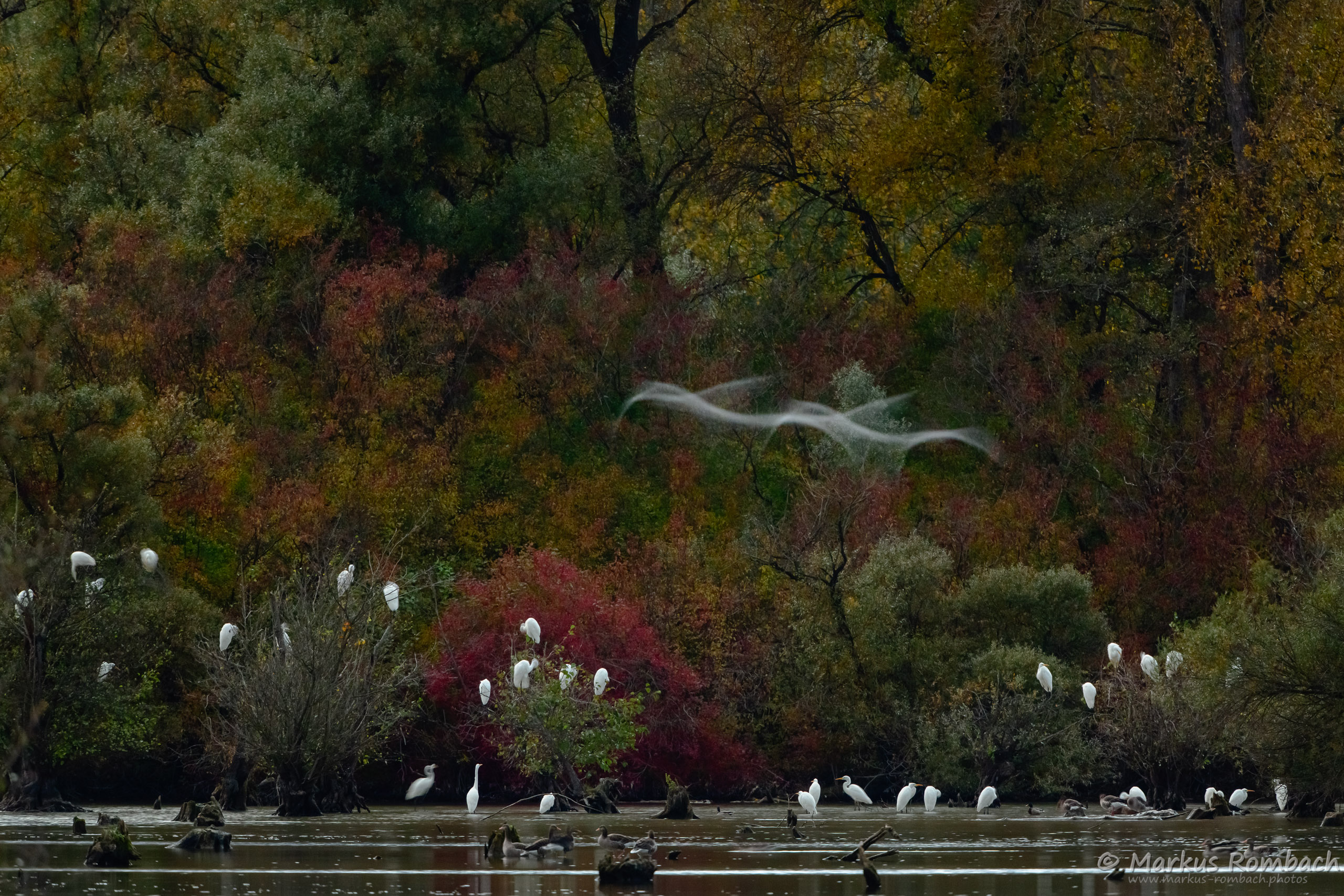 Abends bei den Silberreihern